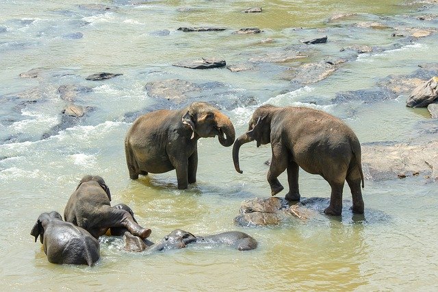 sri-lankan-elephant-4043775_640